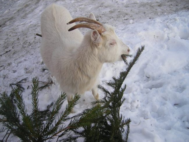 Capra mănâncă molid