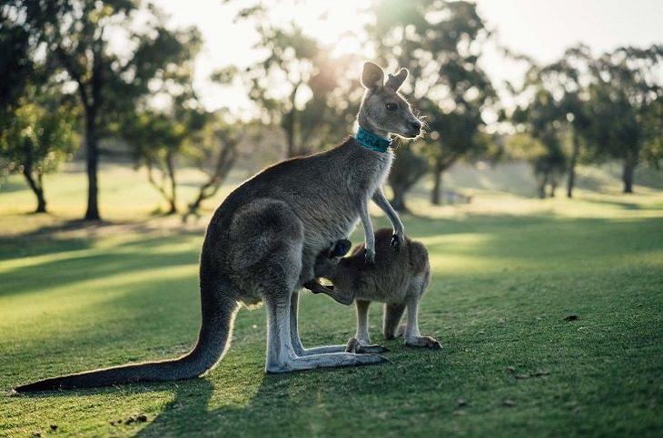 Australia: 10 fapte interesante pe care oamenii nu le cunosc