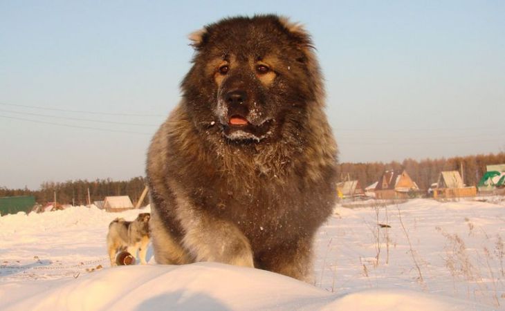 TOP 6 cei mai răi câini din lume 